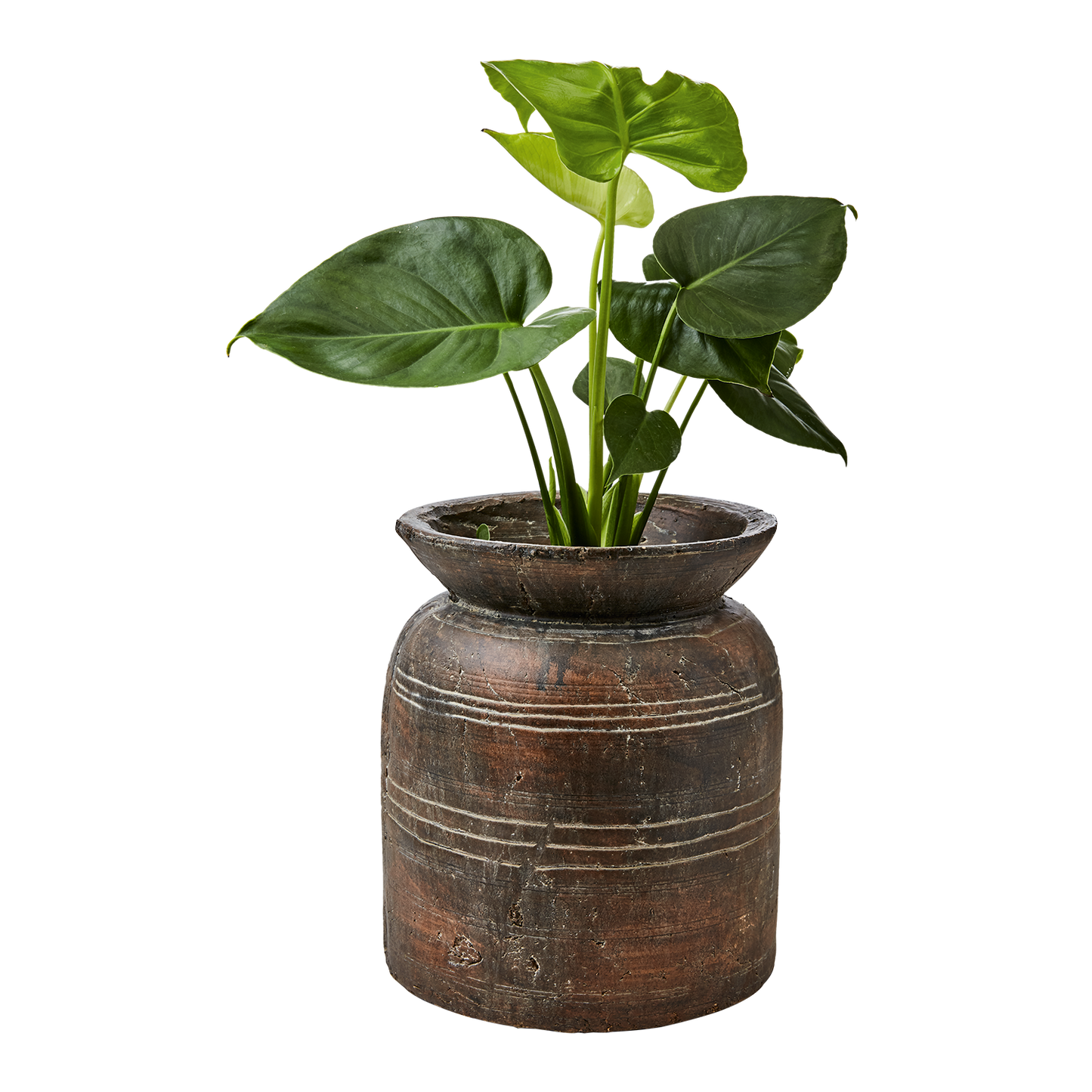 Seraphina, Large terracotta vase