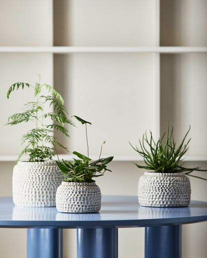 Aurelia, white pot, medium